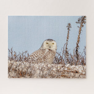 Majestic Snowy Owl of the Connecticut Coast Jigsaw Puzzle