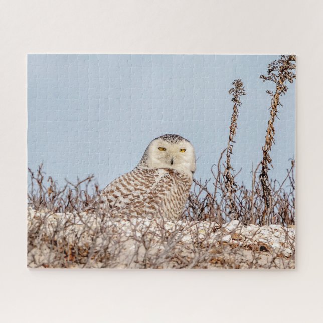 Majestic Snowy Owl of the Connecticut Coast Jigsaw Puzzle (Horizontal)