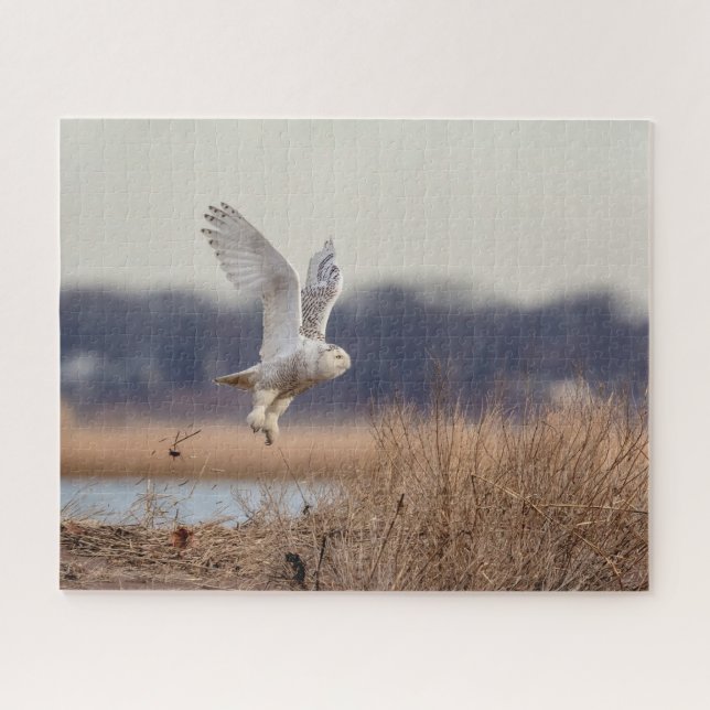 Majestic Snowy Owl of the Connecticut Coast Jigsaw Puzzle (Horizontal)