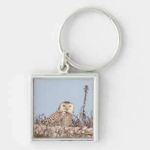 Majestic Snowy Owl of the Connecticut Coast Keychain