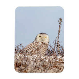 Majestic Snowy Owl of the Connecticut Coast Magnet