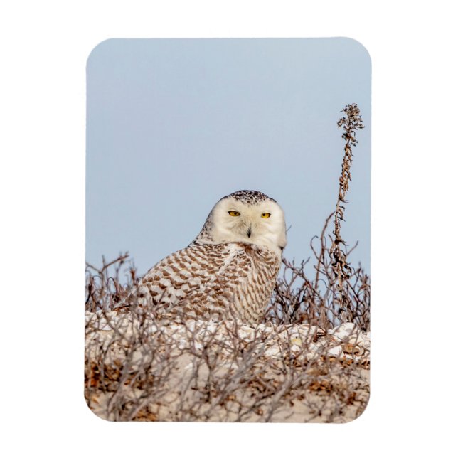 Majestic Snowy Owl of the Connecticut Coast Magnet (Vertical)
