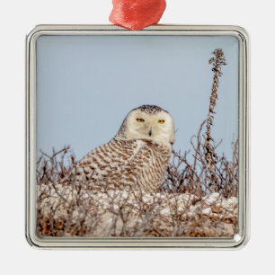 Majestic Snowy Owl of the Connecticut Coast Metal Ornament