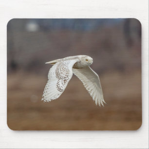 Majestic Snowy Owl of the Connecticut Coast Mouse Pad