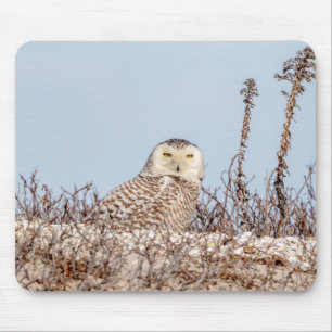 Majestic Snowy Owl of the Connecticut Coast Mouse Pad