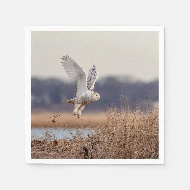 Majestic Snowy Owl of the Connecticut Coast Napkins (Front)