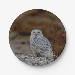 Majestic Snowy Owl of the Connecticut Coast Paper Plates