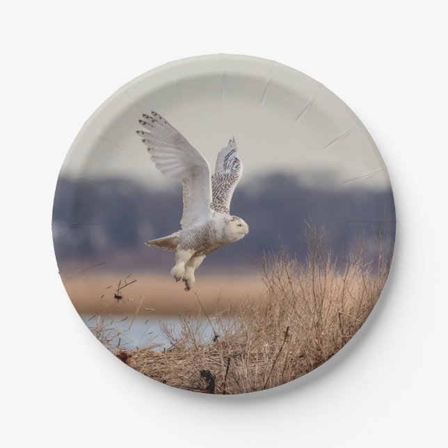Majestic Snowy Owl of the Connecticut Coast Paper Plates (Front)