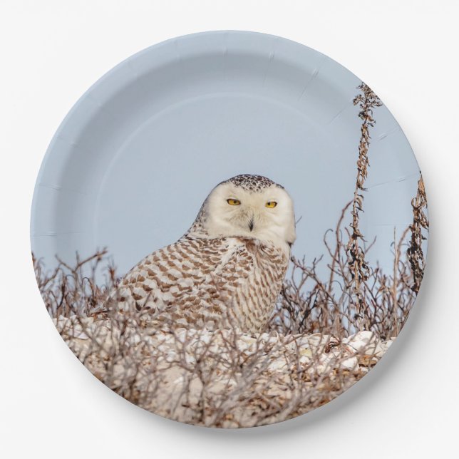 Majestic Snowy Owl of the Connecticut Coast Paper Plates (Front)
