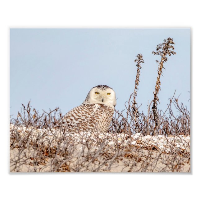 Majestic Snowy Owl of the Connecticut Coast Photo Print (Front)