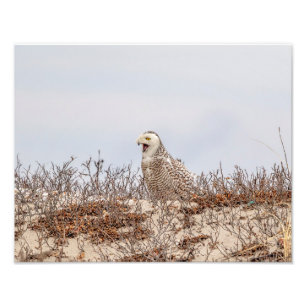 Majestic Snowy Owl of the Connecticut Coast Photo Print
