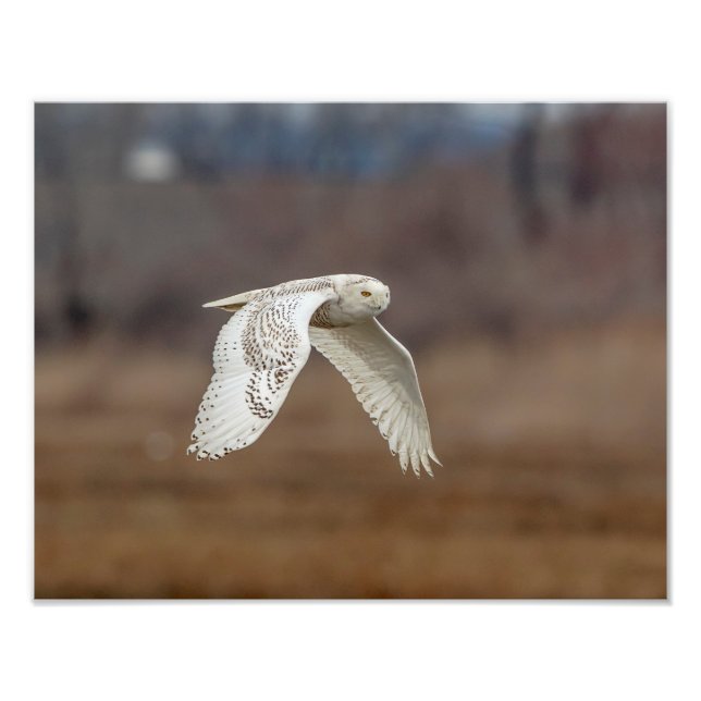 Majestic Snowy Owl of the Connecticut Coast Photo Print (Front)