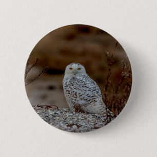 Majestic Snowy Owl of the Connecticut Coast Pinback Button
