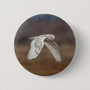 Majestic Snowy Owl of the Connecticut Coast Pinback Button