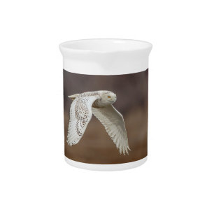Majestic Snowy Owl of the Connecticut Coast Pitcher