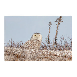 Majestic Snowy Owl of the Connecticut Coast Placemat
