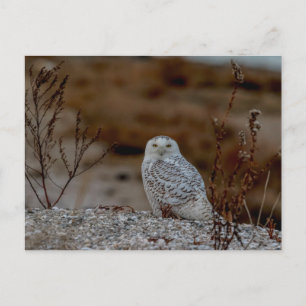 Majestic Snowy Owl of the Connecticut Coast Postcard