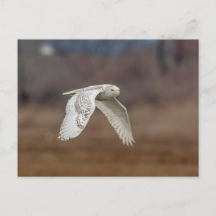 Majestic Snowy Owl of the Connecticut Coast Postcard