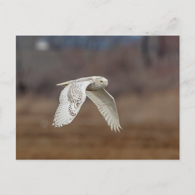 Majestic Snowy Owl of the Connecticut Coast Postcard (Front)
