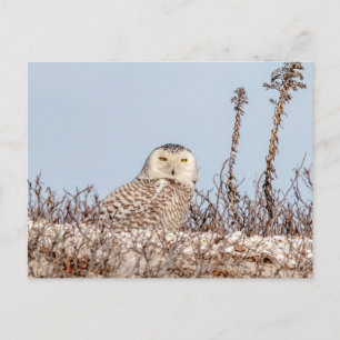 Majestic Snowy Owl of the Connecticut Coast Postcard