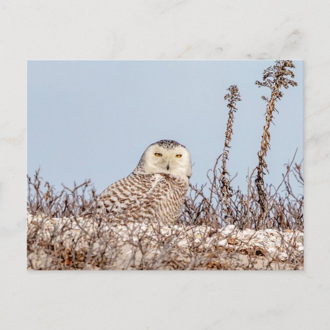 Majestic Snowy Owl of the Connecticut Coast Postcard (Front)