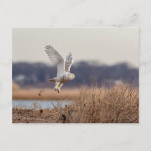 Majestic Snowy Owl of the Connecticut Coast Postcard