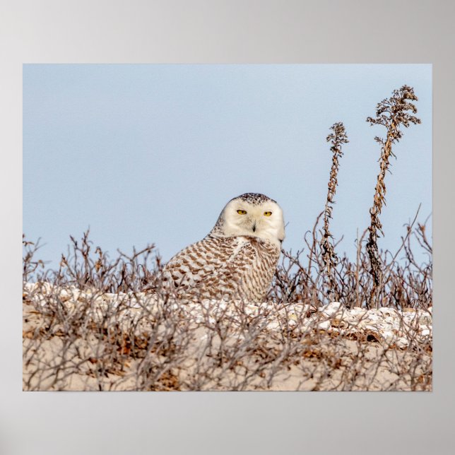 Majestic Snowy Owl of the Connecticut Coast Poster (Front)