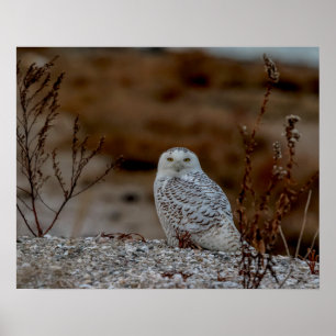Majestic Snowy Owl of the Connecticut Coast Poster