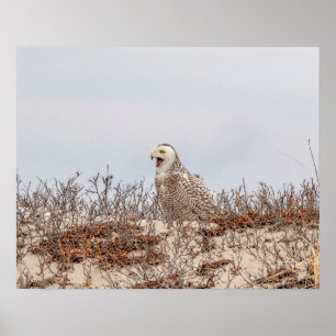 Majestic Snowy Owl of the Connecticut Coast Poster