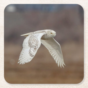 Majestic Snowy Owl of the Connecticut Coast Square Paper Coaster