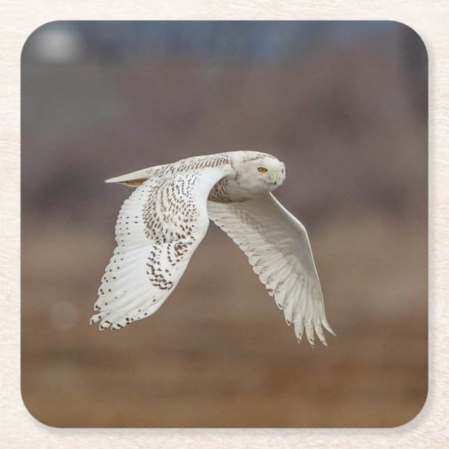 Majestic Snowy Owl of the Connecticut Coast Square Paper Coaster (Front)