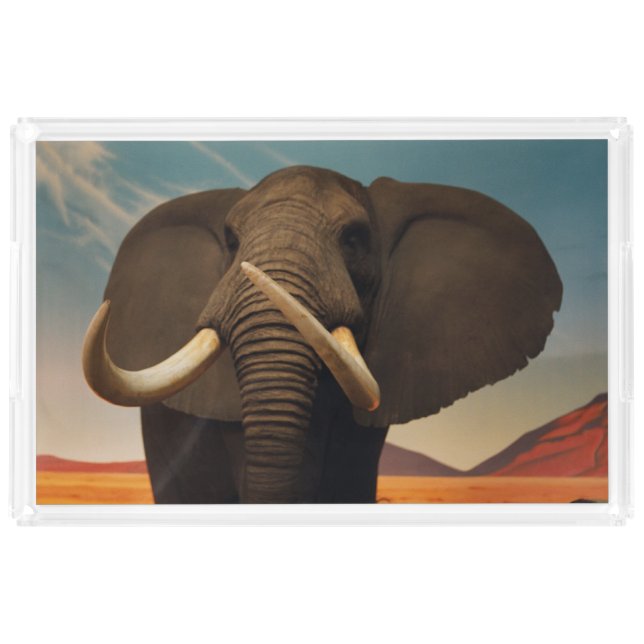 Majestic Stature Acrylic Tray (Front)