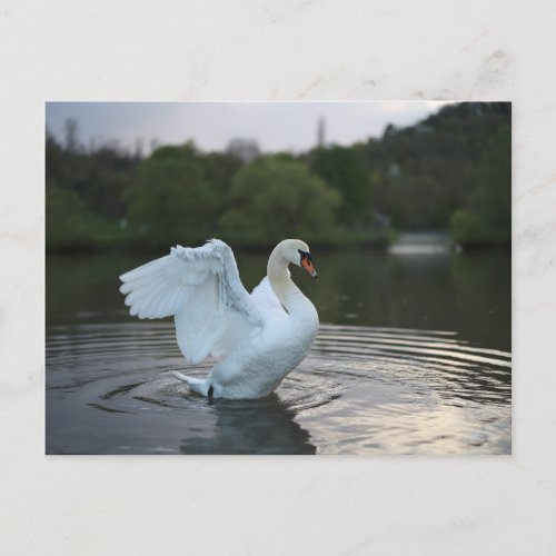 Majestic Swan  Postcard