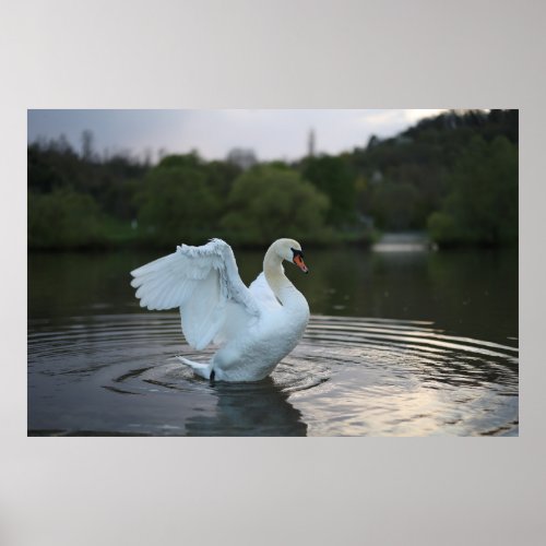 Majestic Swan  Poster