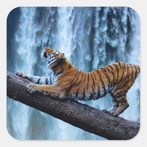 Majestic Tiger Relaxing at a Beautiful Waterfall Square Sticker