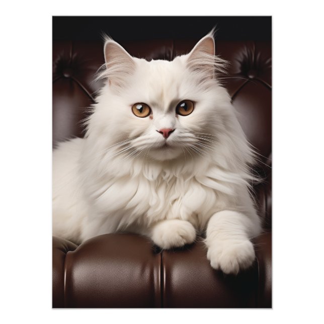 Majestic white cat photo print (Front)