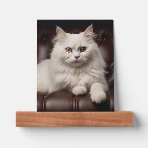 Majestic white cat picture ledge