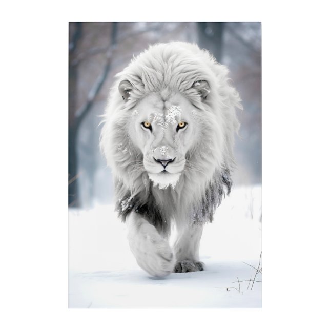 Majestic White Lion in Winter Wonderland Design Acrylic Print (Front)