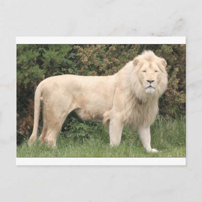 Majestic White Lion Postcard (Front)