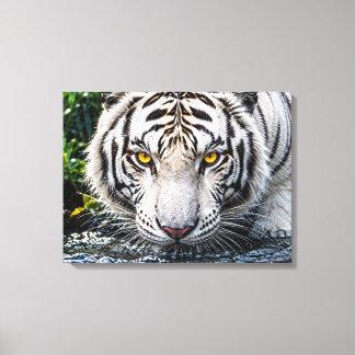 Majestic White Tiger Drinking Water - Intense Gold Canvas Print