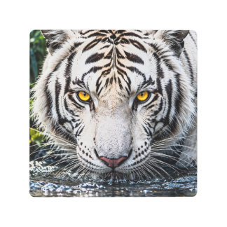 Majestic White Tiger Drinking Water - Intense Gold Metal Print