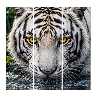 Majestic White Tiger Drinking Water - Intense Gold Triptych