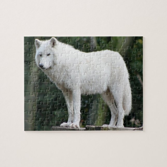 Majestic White Wolf Watching Over Domain Jigsaw Puzzle (Horizontal)