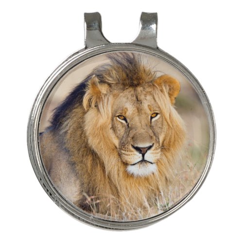 Majestic wild african lion photo golf hat clip