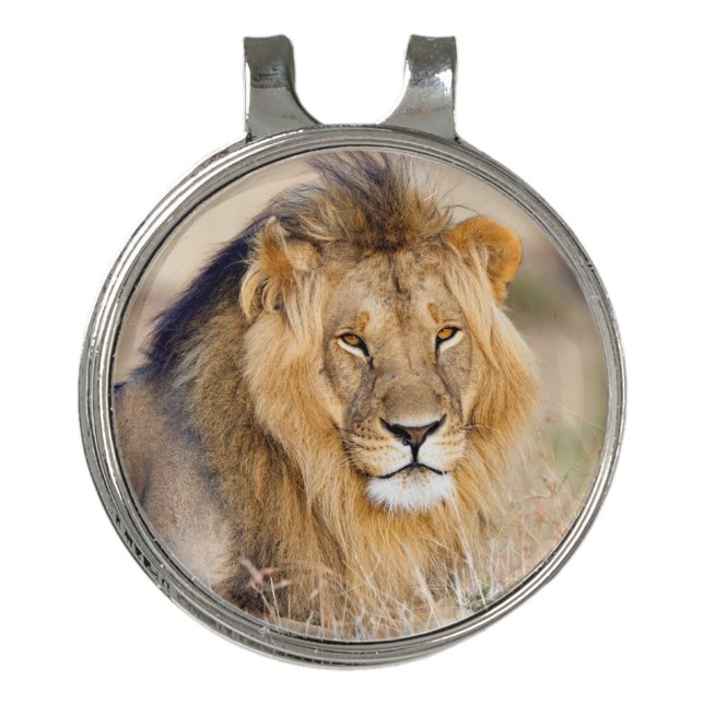Majestic wild african lion photo golf hat clip (Front)