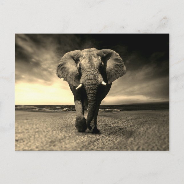 Majestic Wild Bull Elephant in Sepia Postcard (Front)