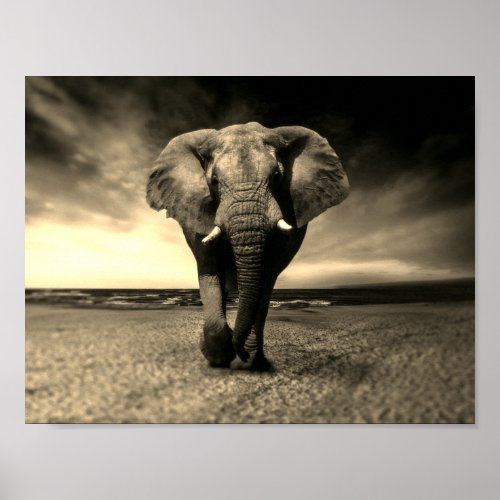 Majestic Wild Bull Elephant in Sepia Poster