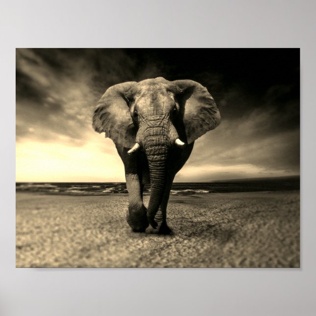Majestic Wild Bull Elephant in Sepia Poster (Front)