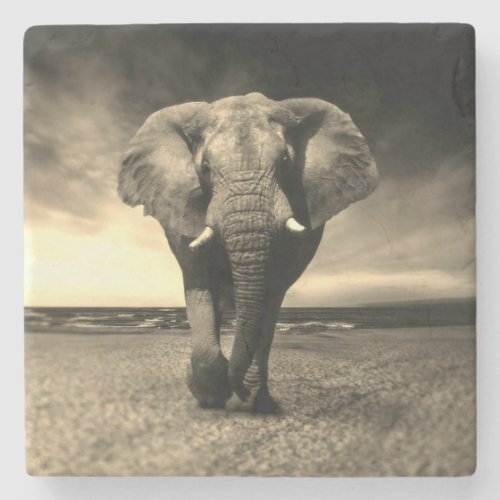 Majestic Wild Bull Elephant in Sepia Stone Coaster