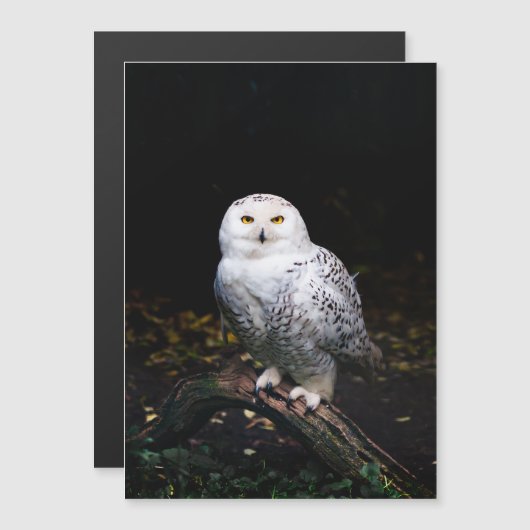 Majestic winter snowy owl (Front/Back)